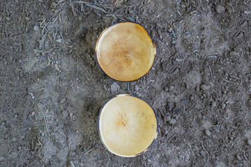 jicaras with tequila, mezcal or water on fertile land