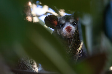 
all photos were taken in my backyard during the pandemic period with a Canon T6s, Canon EF-S 55-250mm f / 4-5.6 IS STM lens.