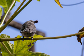 
Birds in my backyard