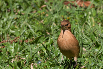
Birds in my backyard