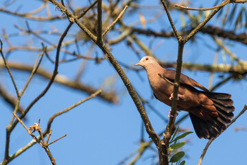 
Birds in my backyard