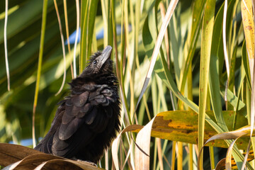 
Birds in my backyard
