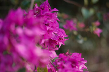 pink flowers in the garden