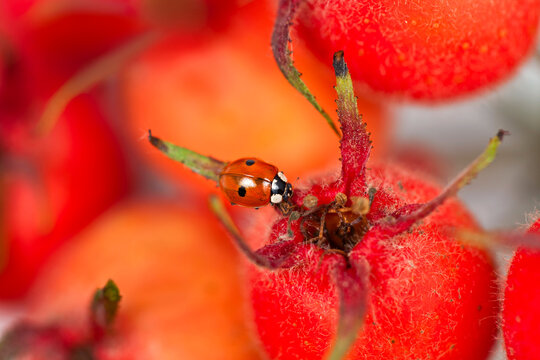 「Bipunctata」の画像 166 件の Stock 写真、ベクターおよびビデオ Adobe Stock