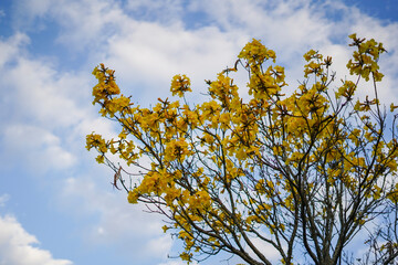 spring yellow trees in the park
