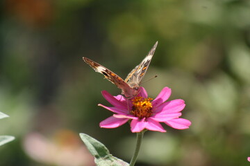 Common Buckeye Butterfly 2020 AVI