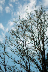 tree and sky
