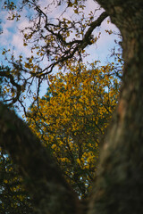 spring yellow trees in the park