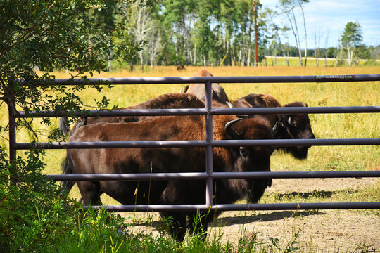 An image of a domesticated buffalo behind a large steel gate. 