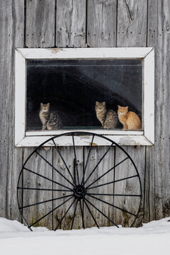 3 young cats looking out a rural farm window in winter