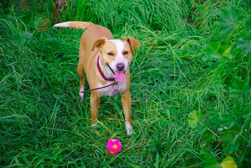 hermosa perrita café blanco juega feliz