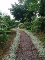 camino en bosque tropical