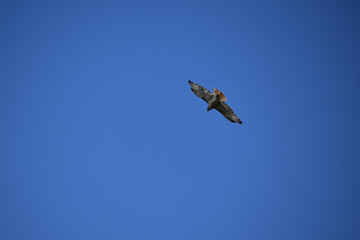 hawk in flight