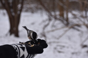 black and white bird in hand