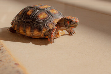 Obraz premium Closeup little tortoise taking sunbath. It needs to the light sun to grow up stronger and healthy. While they are babies it's impossible to check it out if they are male or female.&nbsp;