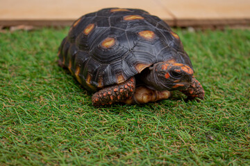 Little tortoise taking sunbath to grow up stronger and healthy. While they are babies we can`t define male or female
