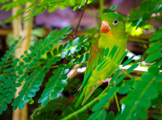 Green parrot on tree
