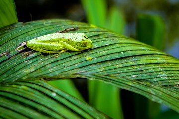Green tree frog on leaf