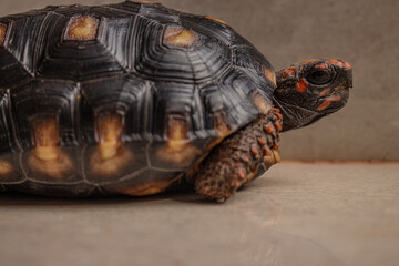 Closeup little tortoise taking sunbath. It needs to the light sun to grow up stronger and healthy. While they are babies it's impossible to check it out if they are male or female. 