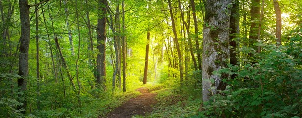 Footpath in a green deciduous forest on a sunny day. Idyllic summer rural scene. Environmental conservation in Europe. Travel destinations, eco tourism, recreation, walking, cycling. Panoramic view