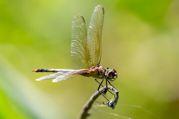 close up of dragonfly
