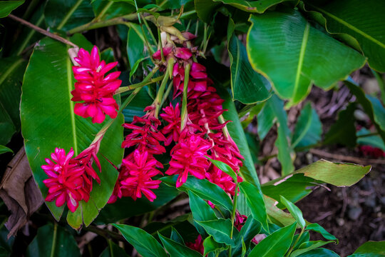 Pink Tropical Flowers