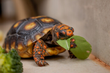 Little tortoise eating arugula and broccoli. It needs to the light sun to grow up stronger and healthy. While they are babies it's impossible to check it out if they are male or female