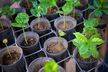 Coffee plant seedlings