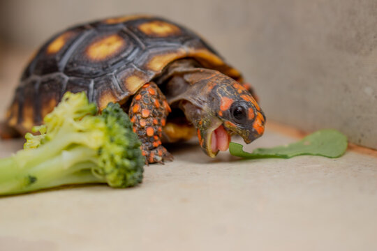 Little tortoise eating arugula and broccoli. It needs to the light sun to grow up stronger and healthy. While they are babies it's impossible to check it out if they are male or female