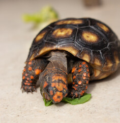 Little tortoise eating arugula and broccoli. It needs to the light sun to grow up stronger and healthy. While they are babies it's impossible to check it out if they are male or female