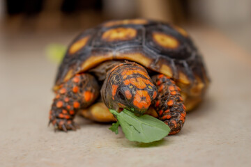 Little tortoise eating arugula and broccoli. It needs to the light sun to grow up stronger and healthy. While they are babies it's impossible to check it out if they are male or female