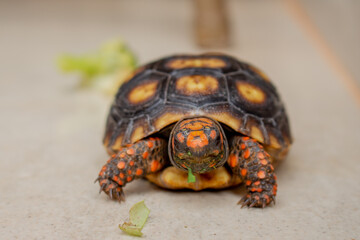 Little tortoise eating arugula and broccoli. It needs to the light sun to grow up stronger and healthy. While they are babies it's impossible to check it out if they are male or female