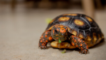 Little tortoise eating arugula and broccoli. It needs to the light sun to grow up stronger and healthy. While they are babies it's impossible to check it out if they are male or female