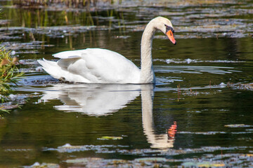Naklejka premium swan on the lake
