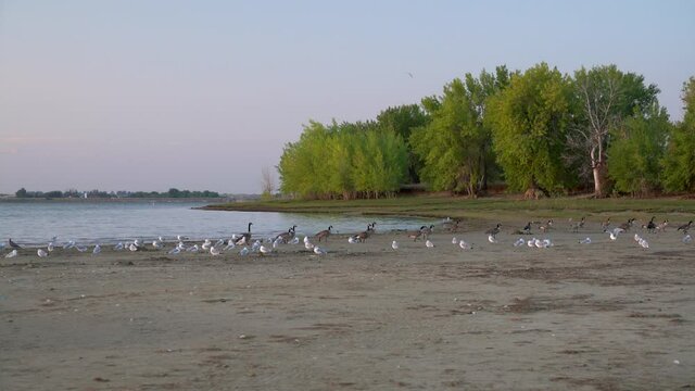 Seagulls and Canadian geese on a swimming beach before sunrise - Boyd Lake State Park popular recreation area in northern Colorado