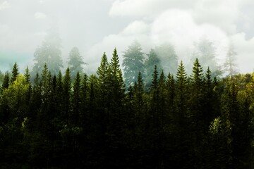 Forest.