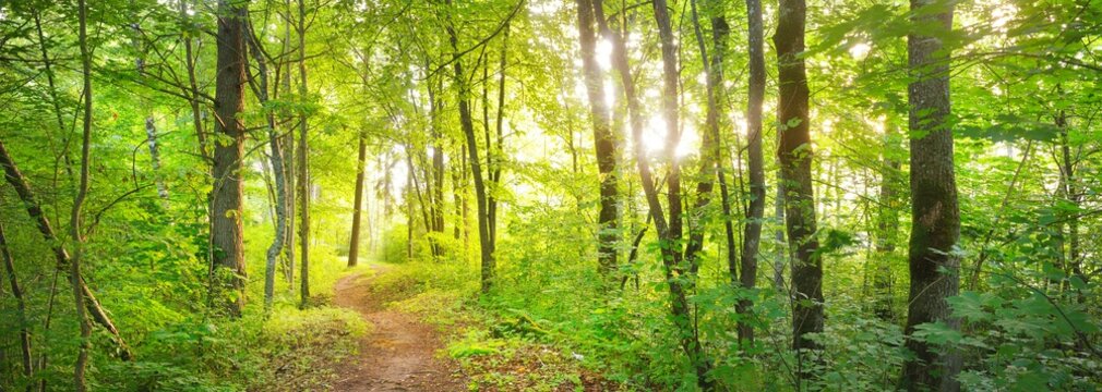 Footpath in a green deciduous forest on a sunny day. Idyllic summer rural scene. Environmental conservation in Europe. Travel destinations, eco tourism, recreation, walking, cycling. Panoramic view