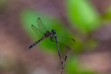 Female Blue Dasher Dragonfly on Green Bokeh
