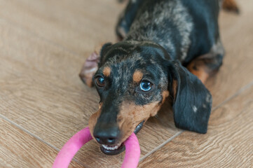 Marble dog push with multicolored eyes