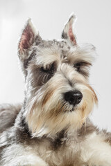 Adorable Schnauzer dog portrait.