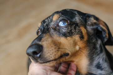 Marble dog push with multicolored eyes