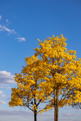 Naklejka premium Yellow ipe in bloom. Typical brazilian tree. One of the most beautiful and delicate flowers in Brazil. Nature show.