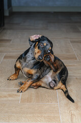 Marble dog push with multicolored eyes