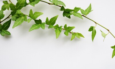 緑に葉　アイビー　癒し　和む　白バック