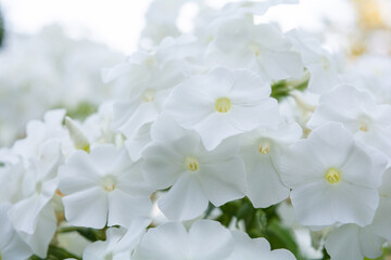 White angel phlox flowers. Blooming garden phlox, perennial or summer phlox