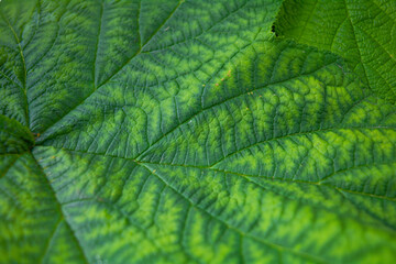 Background of fresh green leaves of black currant. Foliage of black currant bush