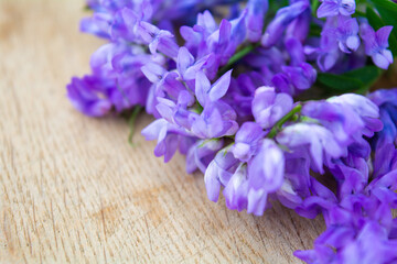 Vicia cracca or tufted vetch, bird or blue vetch and boreal vetch