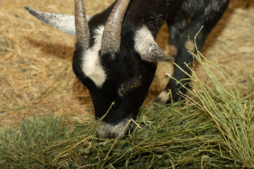 Nigerian Dwarf goat grazing on alfalfa grass. 