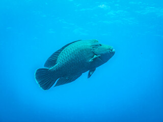 Napoleon Wrasse in the blue water of the Indian ocean