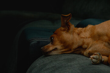 Chihuahua relaxing on the family couch 